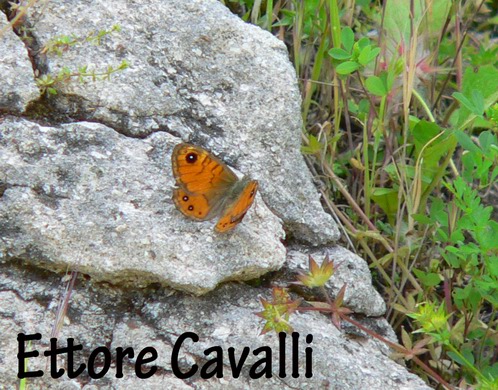 Farfalle dalla Sardegna